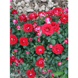 Роза Майди / Rose Maidy