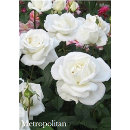 Роза Метрополитен / Rose Metropoliten