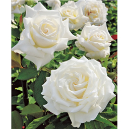 Роза Минни / Rose Minnie