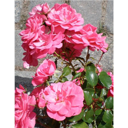 Роза Мираж / Rose Mirage