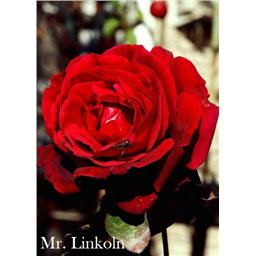 Роза Мистер Линкольн / Rose Mr.Lincoln