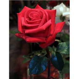 Роза Нигридо / Rose Nigredo