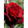 Роза Норита / Rose Norita