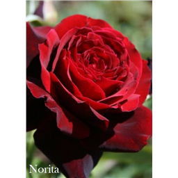 Роза Норита / Rose Norita