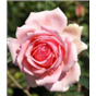 Роза Опус / Rose Opus