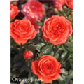 Роза Оранж Джувел / Rose Orange Juwel
