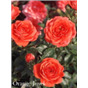 Роза Оранж Джувел / Rose Orange Juwel