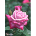 Роза Парадиз / Rose Paradise