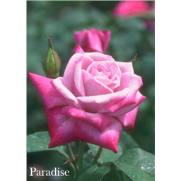 Роза Парадиз / Rose Paradise