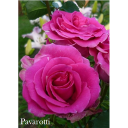 Роза Паваротти / Rose Pavaroti