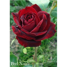 Роза Перль Нуар / Rose Pearl Noire