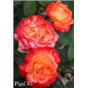 Роза Пигаль/ Rose Pigalle