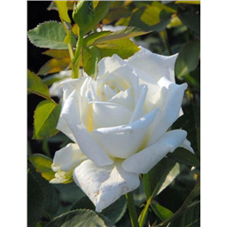 Роза Поларштерн / Rose Polarstern