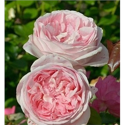 Роза Прилюд / Rose Prelude