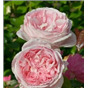 Роза Прилюд / Rose Prelude