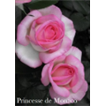 Роза Принцесса  Монака / Rose Princesse de Monaco