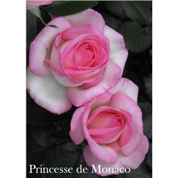 Роза Принцесса  Монака / Rose Princesse de Monaco