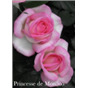 Роза Принцесса  Монака / Rose Princesse de Monaco