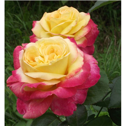 Роза Пульман Ориент Экспресс / Rose Pulman Orient Express