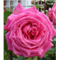 Роза Парпл Фрагранс / Rose Purple Fragrance