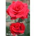 Роза Ред Берлин / Rose Red Berlin