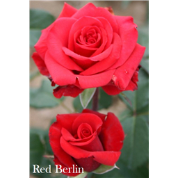 Роза Ред Берлин / Rose Red Berlin