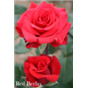 Роза Ред Берлин / Rose Red Berlin