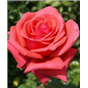 Роза Ред Инсенс / Rose Red Incense