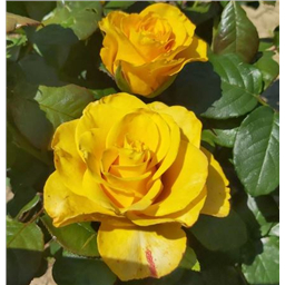 Роза Сейко / Rose Seiko