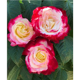 Роза Сентимент / Rose Sentiment