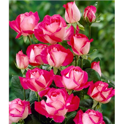 Роза Сайленс / Rose Silence