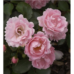 Роза Самма Винд / Rose Summer Wind