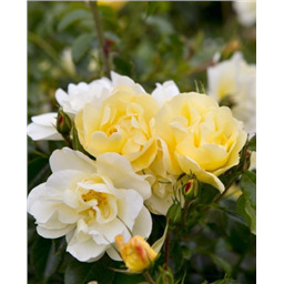 Роза Санни / Rose Sunny