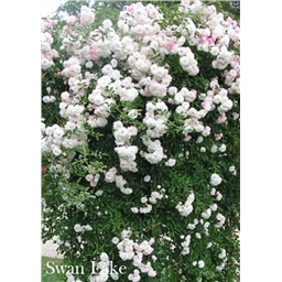 Роза Сван Лейк / Rose Swan Lake