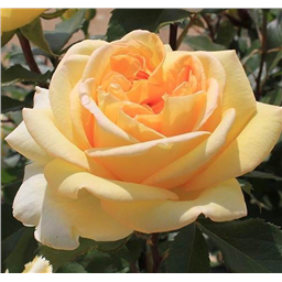 Роза Торх / Rose Torch