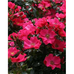 Роза Триумф / Rose Triumph