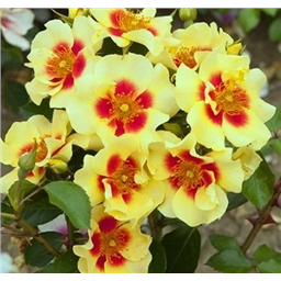 Роза Ай оф зе Тайге / Rose Eye of the Tiger