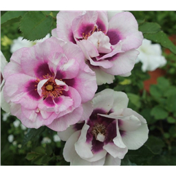 Роза Айс фо Ю / Rose Eyes for You