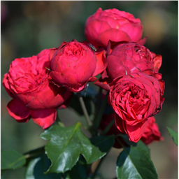 Роза Аллегро / Rose Allegro