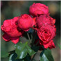 Роза Аллегро / Rose Allegro