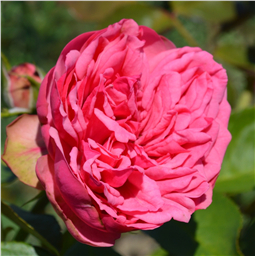 Роза Арпеджио / Rose Arpeggio