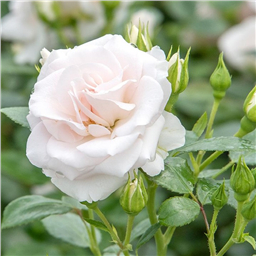 Роза Аспирин / Rose Aspirin