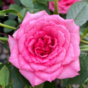 Роза Астерия Пикси / Rose Asteria Pixie