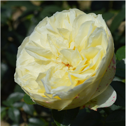 Роза Бейджателль / Rose Bagatelle