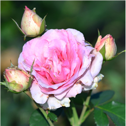 Роза Джолли / Rose Jolly