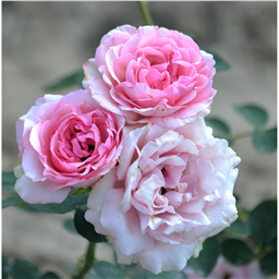 Роза Эпох / Rose Epoch