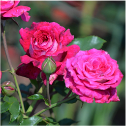 Роза Филамент / Rose Filament