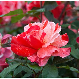 Роза Хэнки Пэнки / Rose Hanky Panky