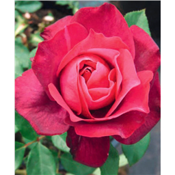 Роза Илиос / Rose Ilios