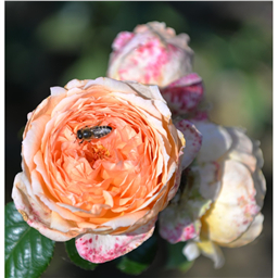 Роза Исланд / Rose Island